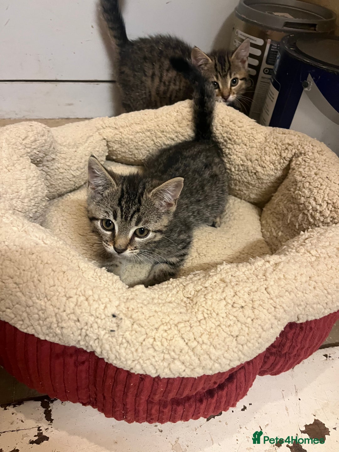 Domestic Shorthair cats for sale: Tabby kitten - Image 1