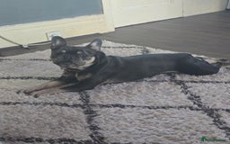 French Bulldog dogs for sale: 4yr old neutered pedigree male french bulldog - Advert 11