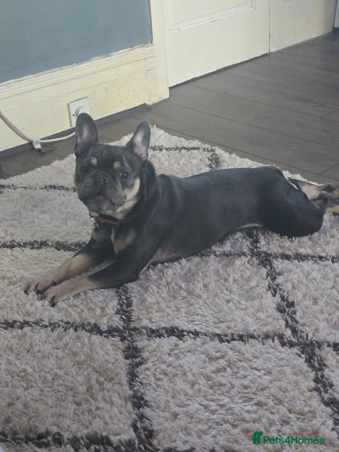 French Bulldog dogs for sale: 4yr old neutered pedigree male french bulldog - Advert 11