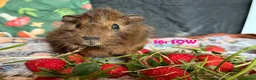 Guinea Pig rodents for sale: Various Guinea Pigs - Ready Now - Advert 31