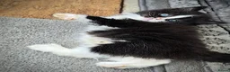Mixed Breed cats for sale: 3 Beautiful Female Long-Haired Kittens,8 Weeks Old in Bracknell - Advert 11