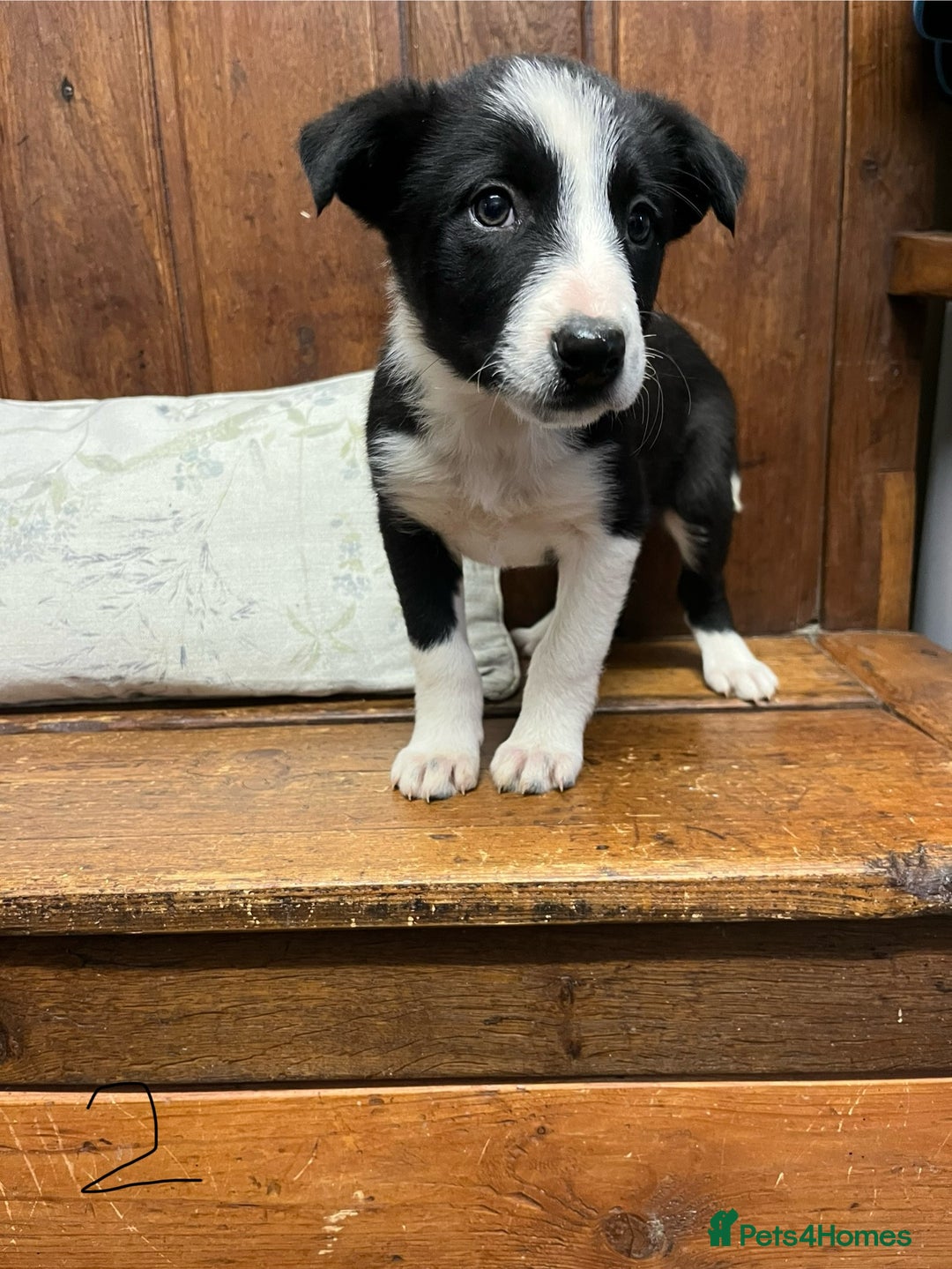 Mixed Breed dogs for sale: Beautiful Kelpie X Border Collie Puppies For Sale - Advert 20