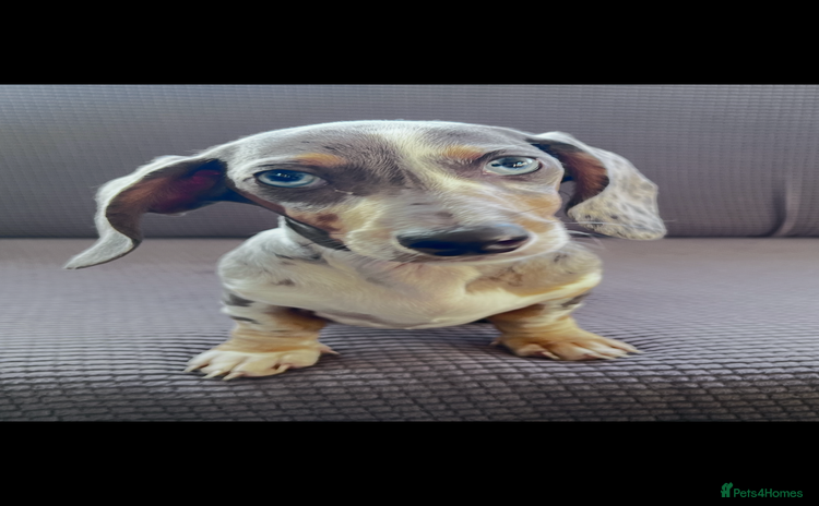 Dachshund dogs - Advert 2