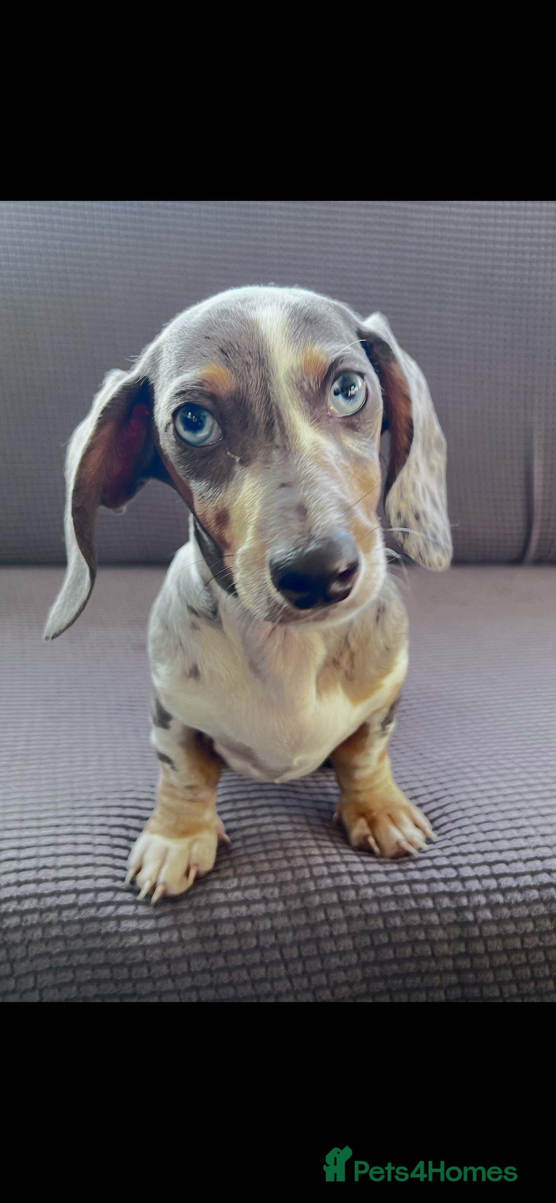 Dachshund dogs for sale: Beautiful Min Dachsund Pups - Image 1