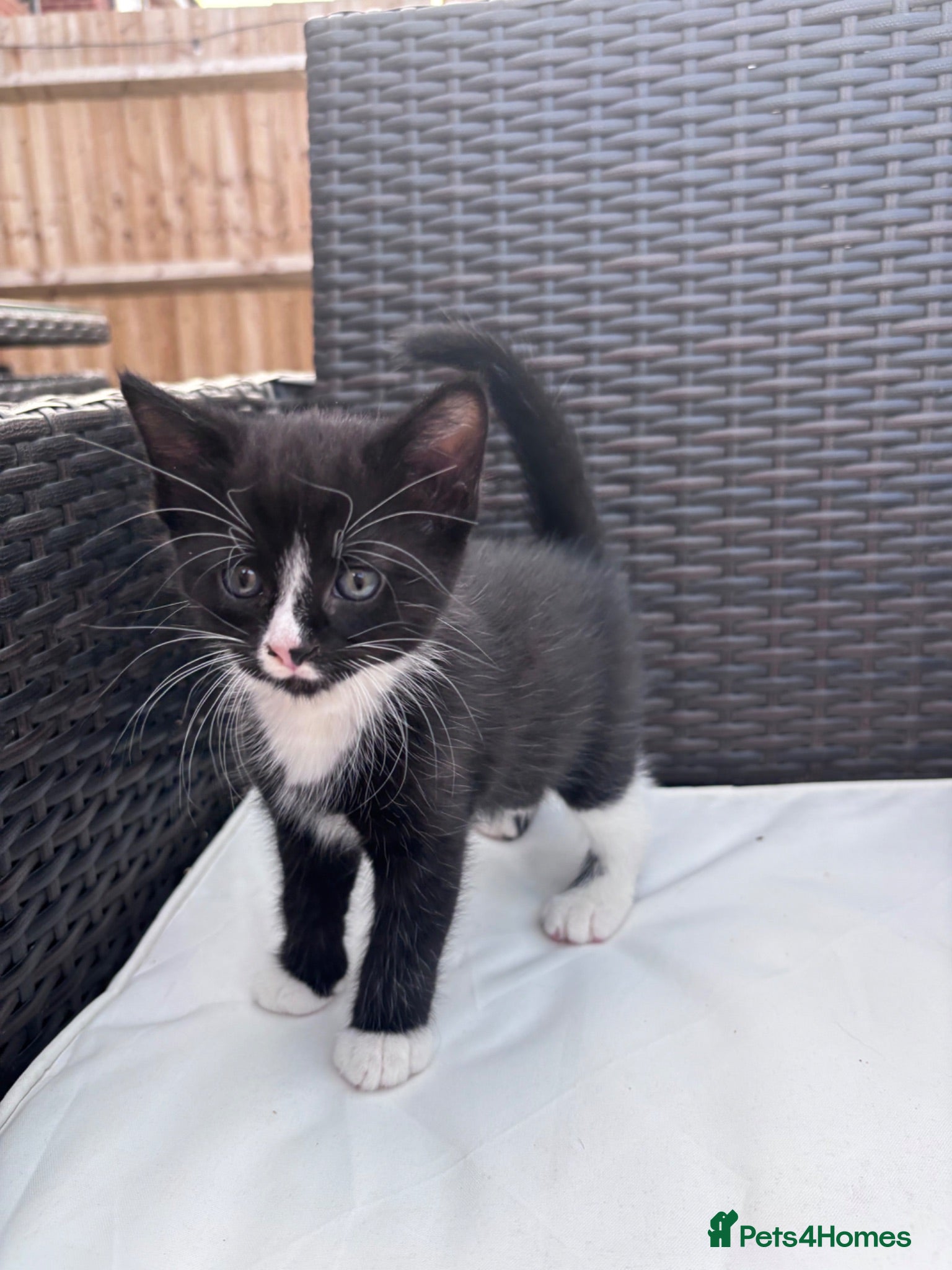 Siamese cats Only 1 left READY NOW  - Advert 19