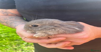 Mini Lop rabbits - Advert 6