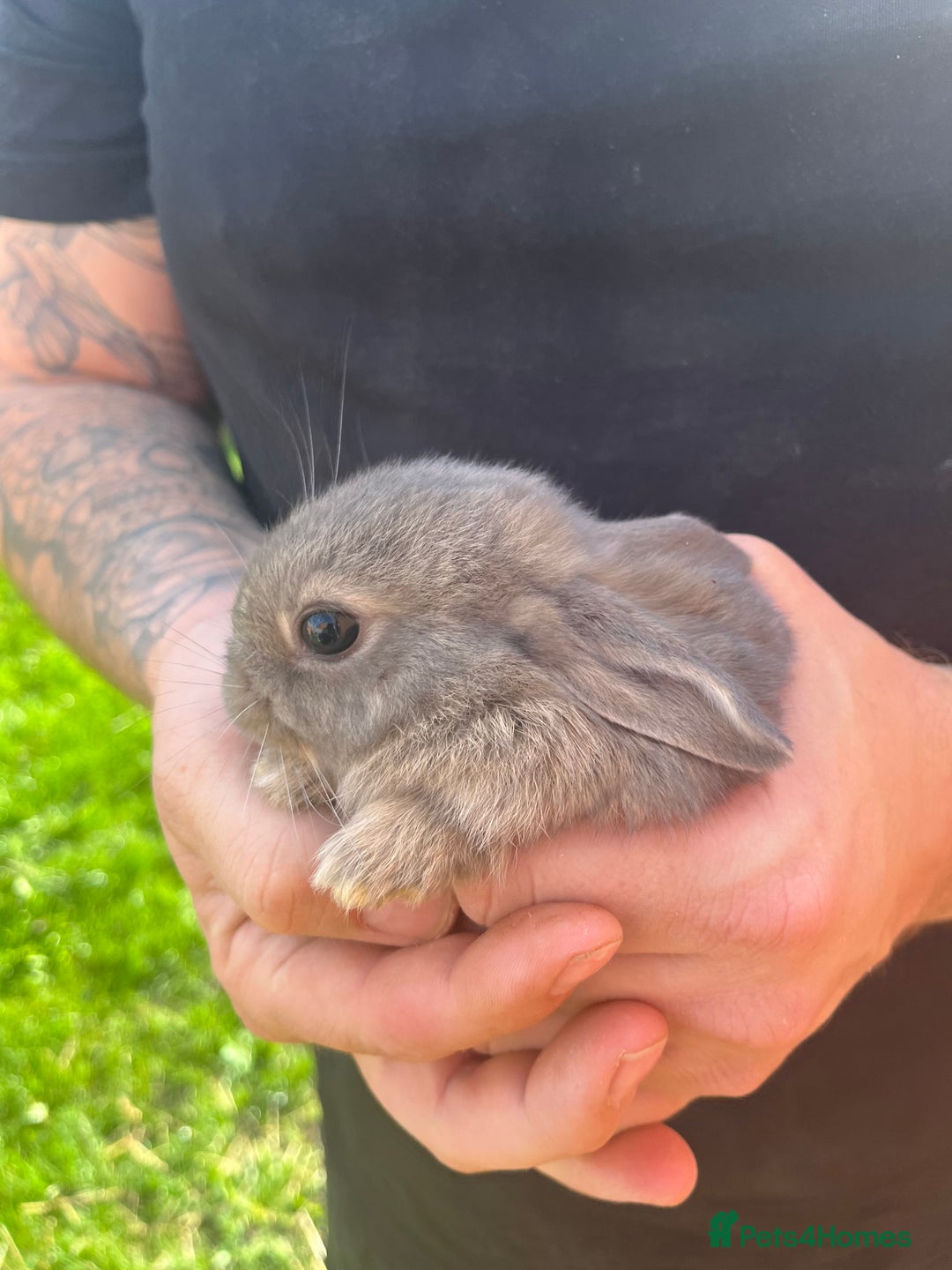Mini Lop rabbits for sale: A Mix of Mini lop and Mini Lion Lop - Image 3