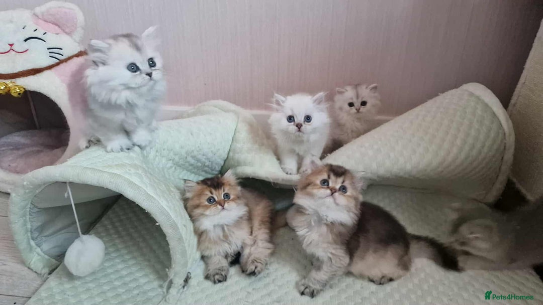 British Shorthair cats for stud: ❤ British Short Hair Active Stud ❤ Champion ❤ in Doncaster - Advert 32