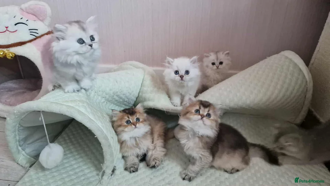 British Shorthair cats for stud: ❤ British ShortHair Active Stud ❤ Champion ❤ in Doncaster - Advert 26