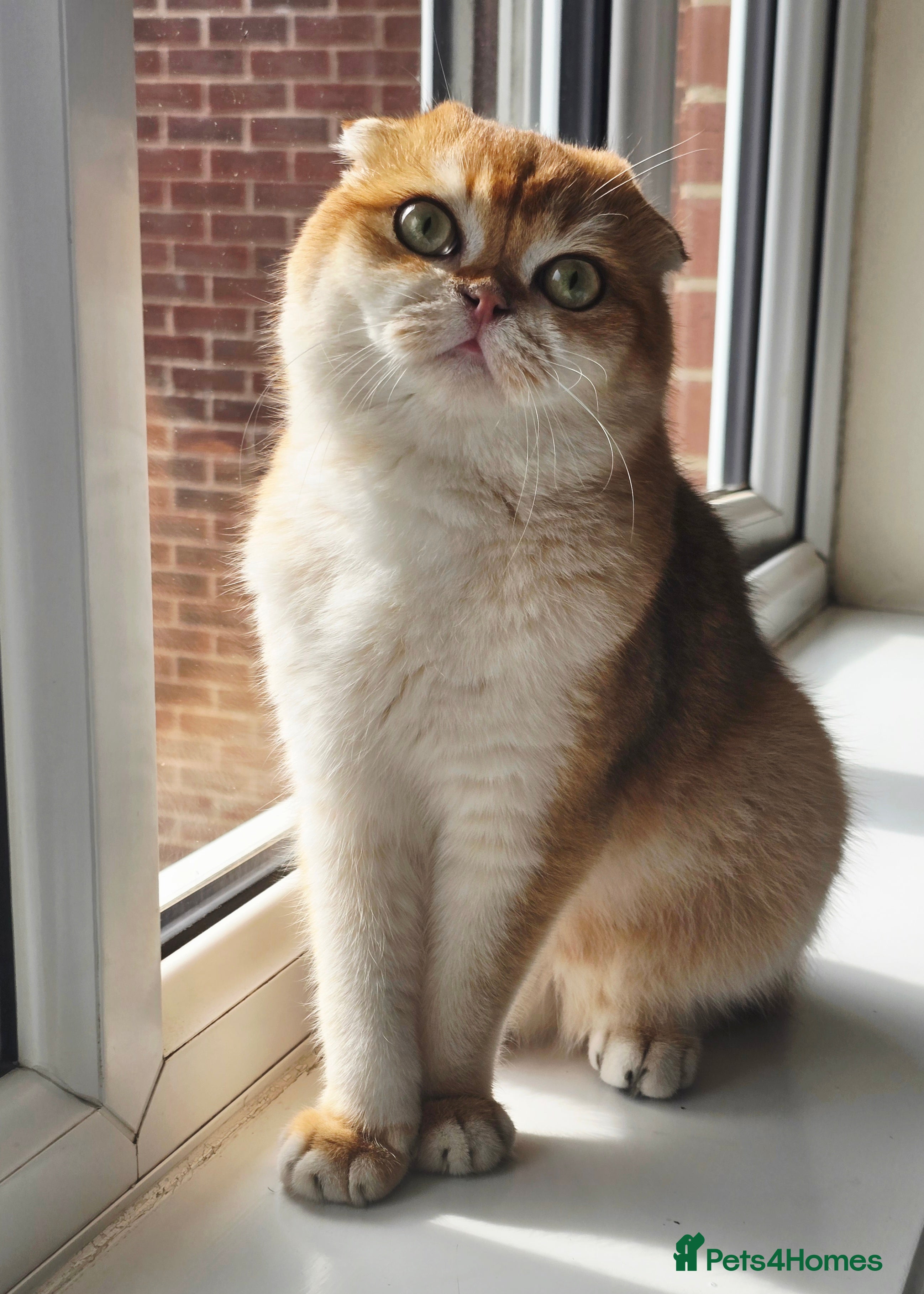 Scottish Fold cats 💙Looking for a Queen for Our Gentle PORSCHE 💙 - Advert 2