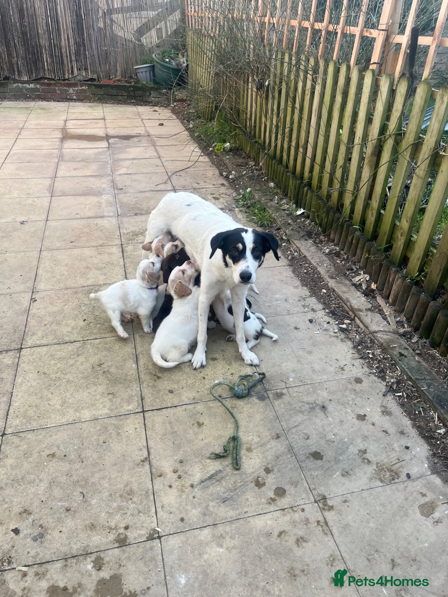 Swedish Lapphund dogs Sprollies - Advert 2