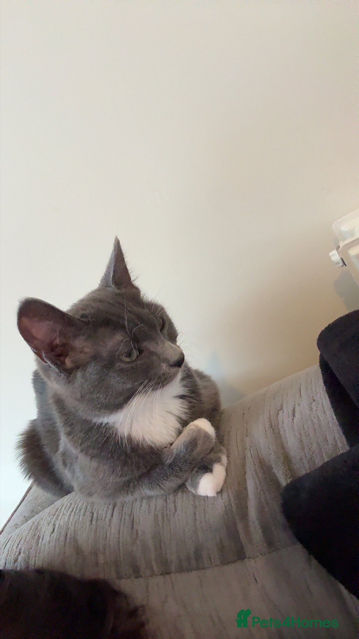 Mixed Breed cats 6 month old cat - Advert 1