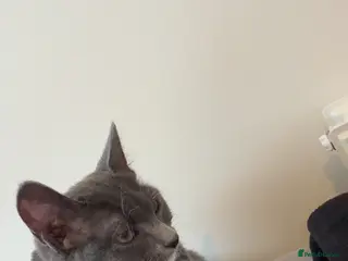 Mixed Breed cats 6 month old cat - Advert 1