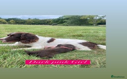 Sprocker dogs for sale: Last 2 girls available chocolate Sprockers - Image 11