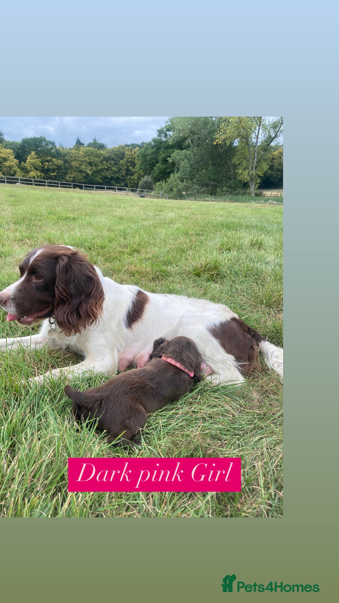 Sprocker dogs for sale: Last 2 girls available chocolate Sprockers - Image 11