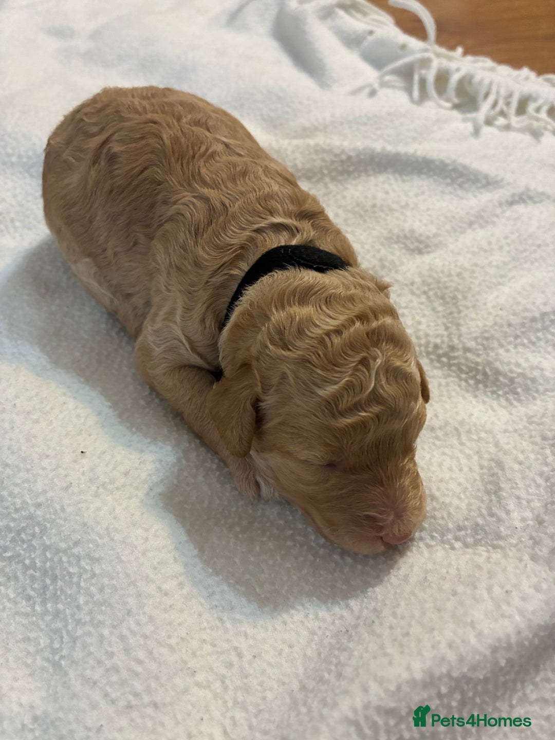 Mini Goldendoodle dogs for sale: Stunning Mini Goldendoodles - Advert 9