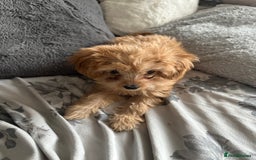 Cavapoo dogs for sale: Ace Puppy - Image 2