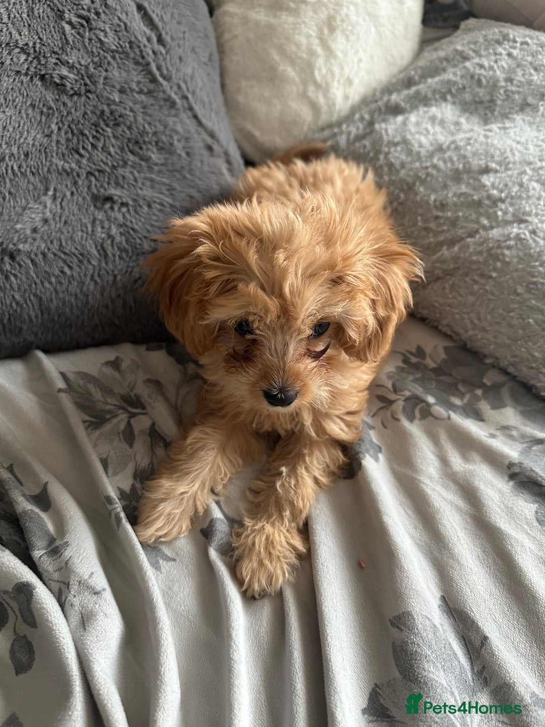 Cavapoo dogs for sale: Ace Puppy - Image 2