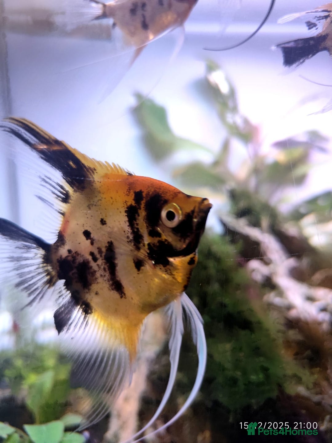 Angelfish fish for sale: Long Fin Koi Angel Fish  - Advert 1