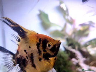 Angelfish fish Long Fin Koi Angel Fish - Advert 1