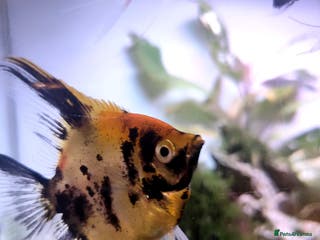 Angelfish fish Long Fin Koi Angel Fish - Advert 2