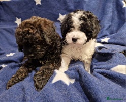 Cavapoo dogs - Advert 3