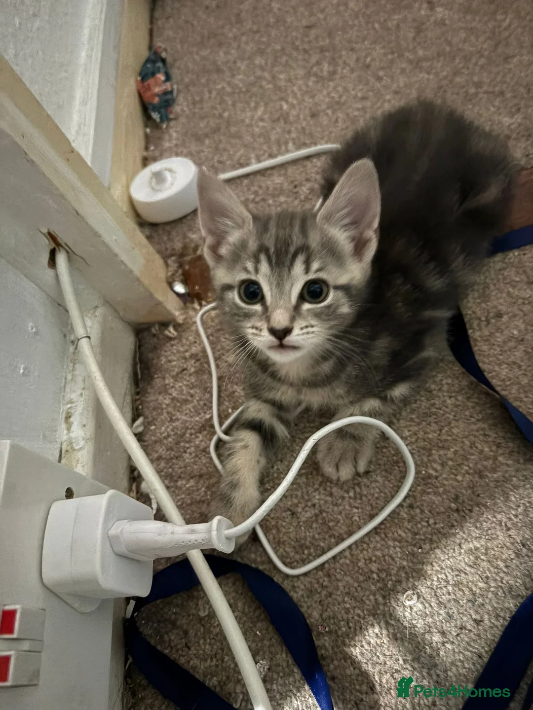 Mixed Breed cats for sale: Female kitten  - Advert 3
