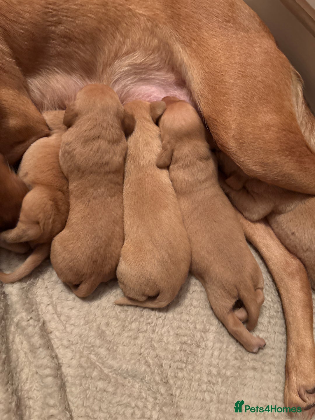 Labrador Retriever dogs for sale: Stunning kc fox red Labrador puppies  - Advert 6