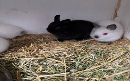 Netherland Dwarf rabbits for sale: Stunning Netherland dwarf baby - Image 4