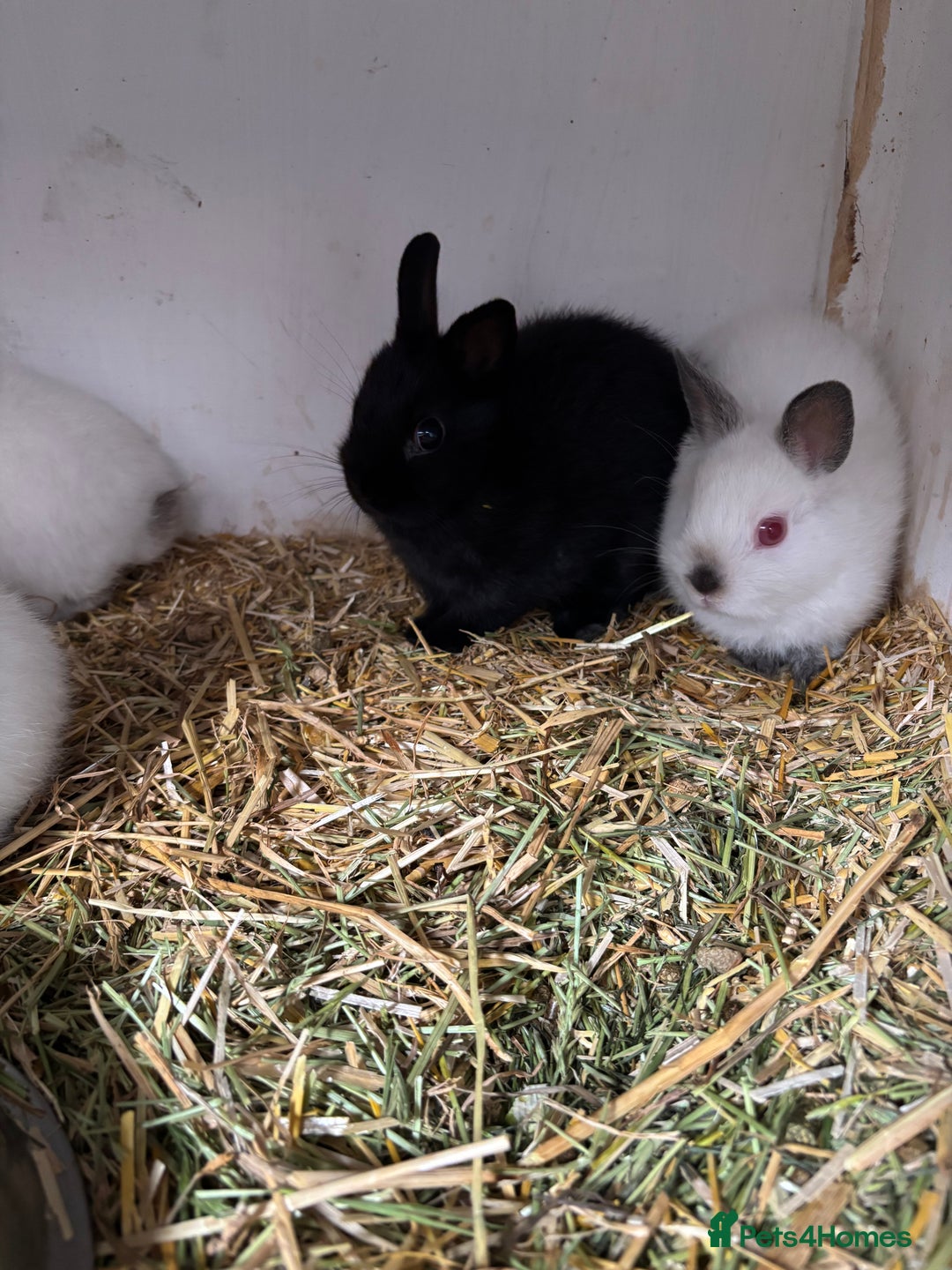 Netherland Dwarf rabbits for sale: Stunning Netherland dwarf baby - Image 4