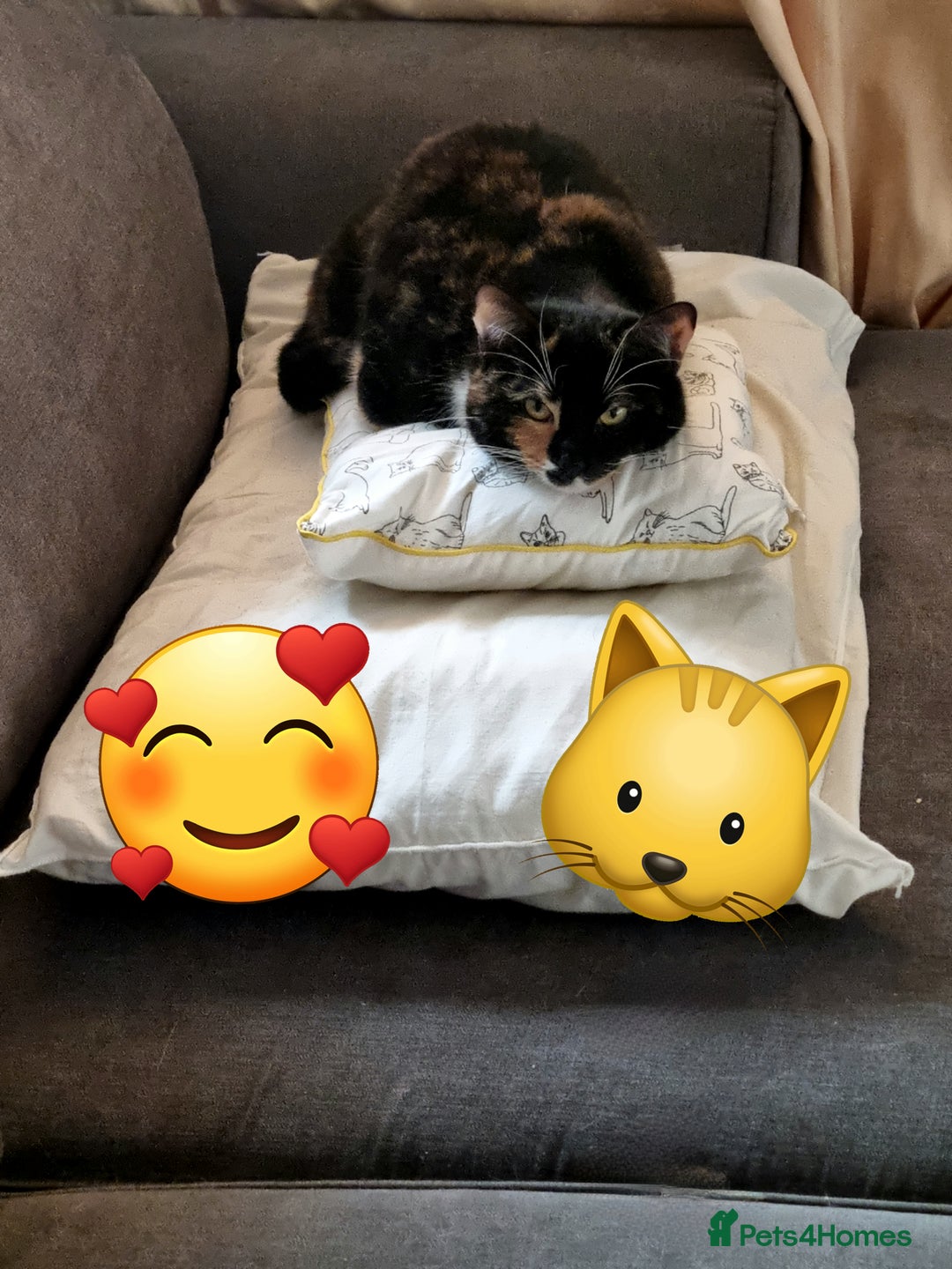 Domestic Shorthair cats for sale: 2 domestic house cats - Advert 4