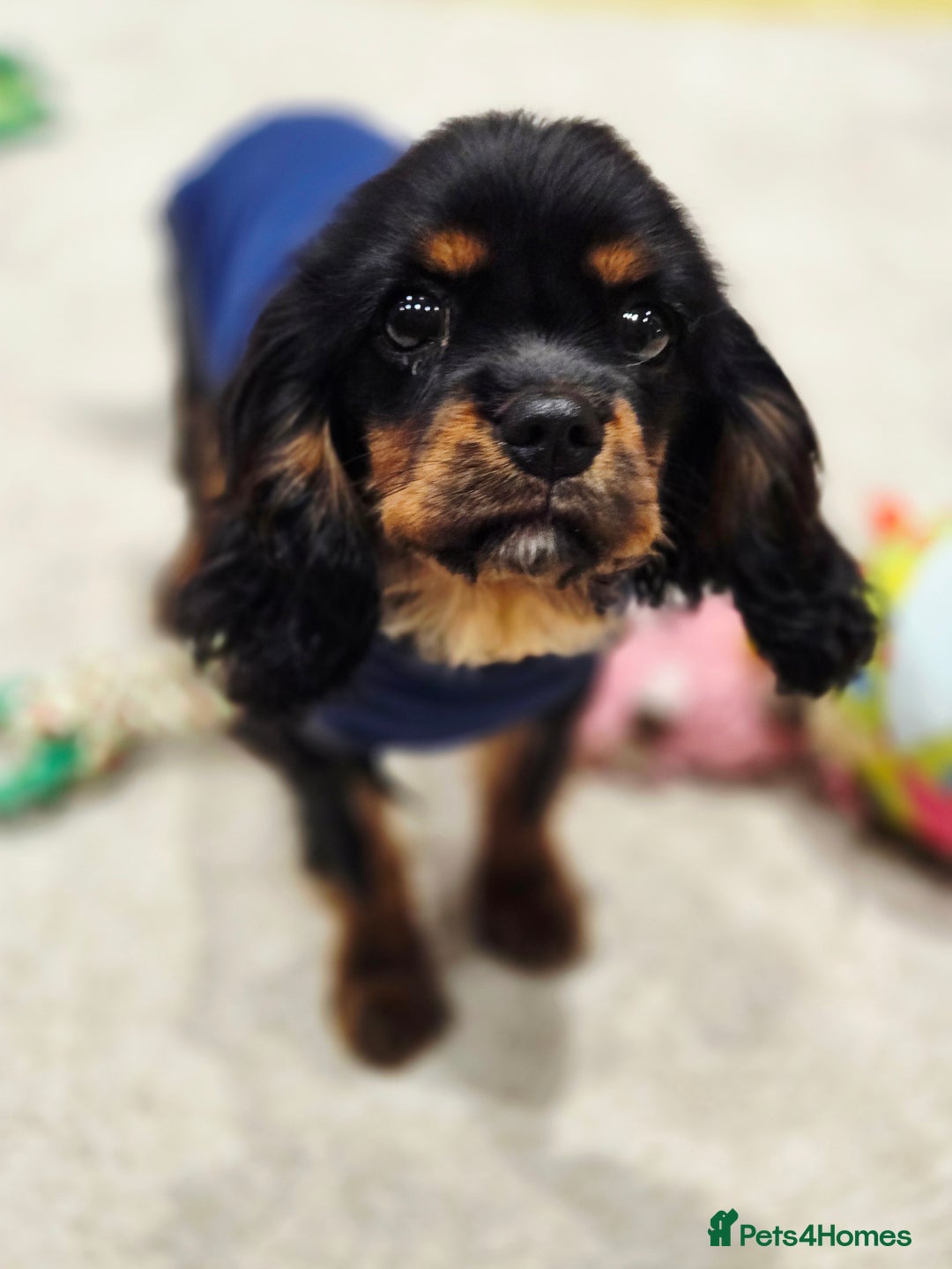 Cavalier King Charles Spaniel dogs for sale: KC Reg Female Cavalier  - Advert 6