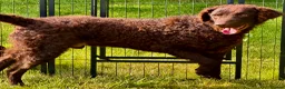 Curly Coated Retriever dogs for adoption: AFRO – Male Curly Coated Retriever - Advert 9