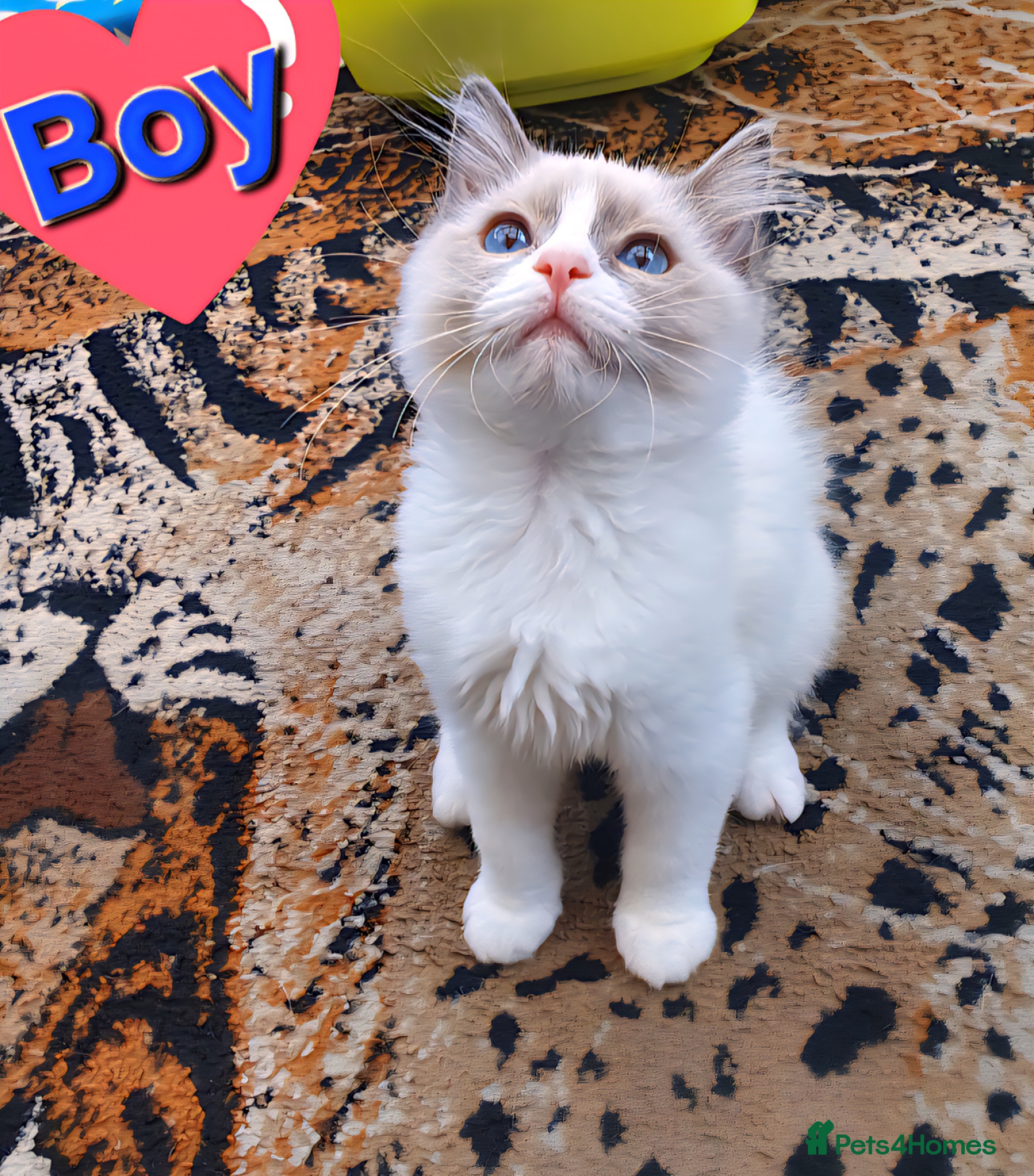 Ragdoll cats Pure Ragdoll Kittens (chocolate point) - Advert 16