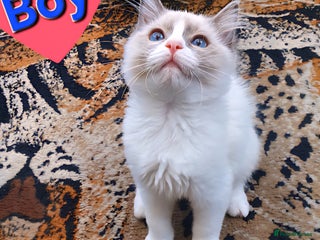 Ragdoll cats Pure Ragdoll Kittens (chocolate point) - Advert 16