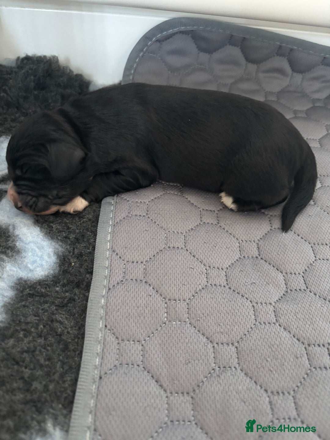 Cocker Spaniel dogs for sale: Cocker spaniel boys  - Advert 3