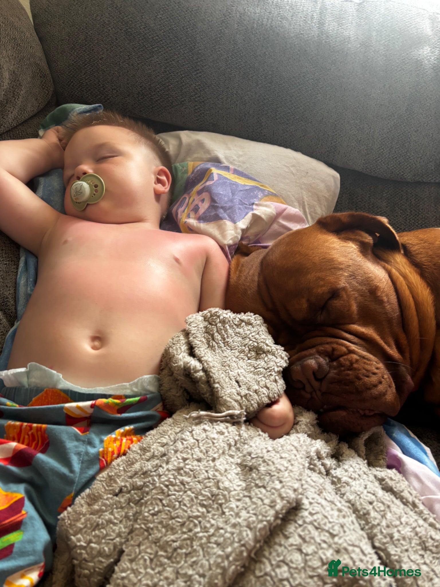 Dogue De Bordeaux dogs for sale: Beautiful big boy  - Advert 7
