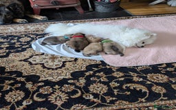 Pomeranian dogs for sale: Beautiful pups - Image 3