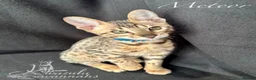 Savannah cats for sale: Excellent Quality Tica Registered Purebred kittens - Advert 19