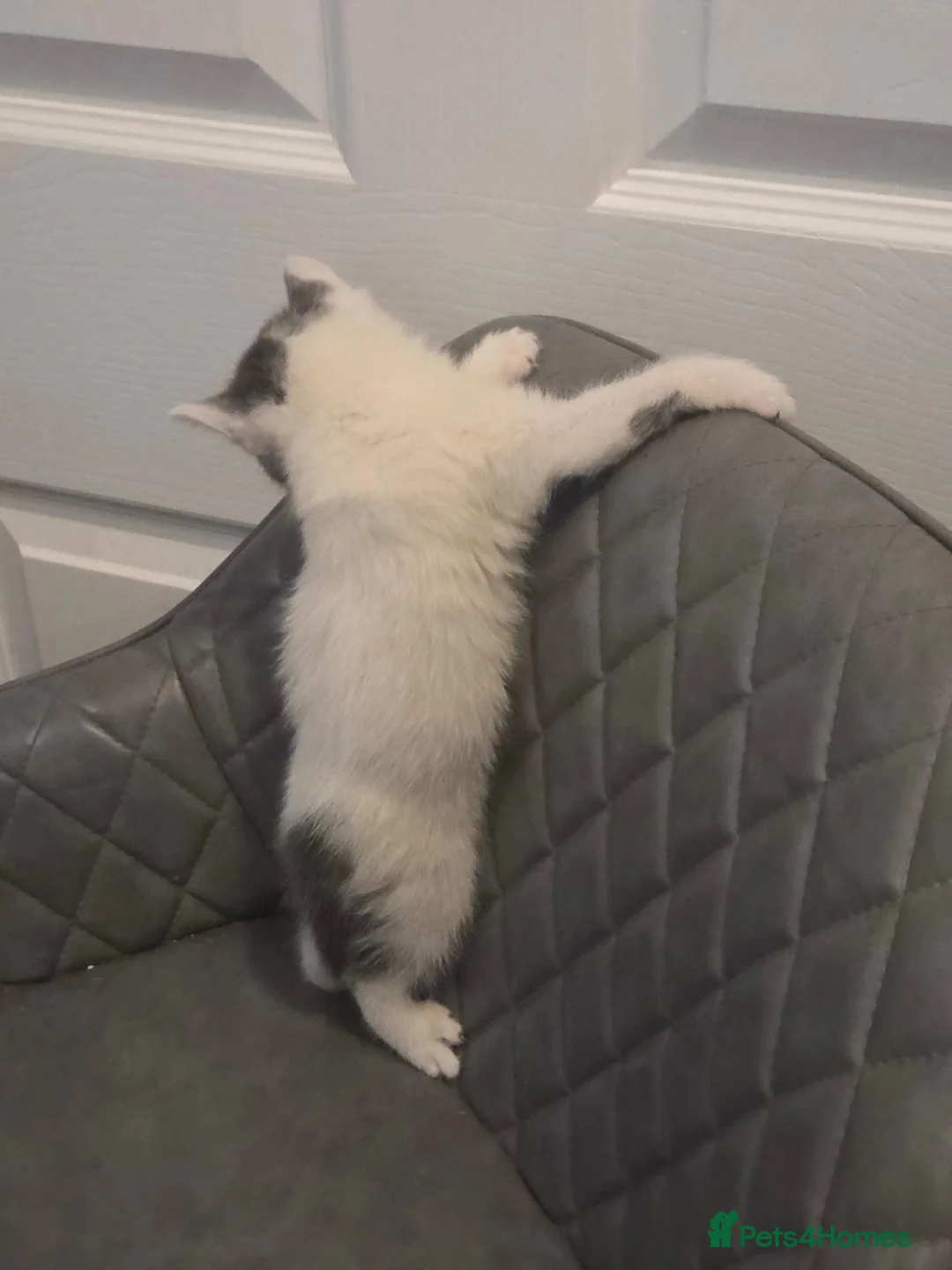 Mixed Breed cats for sale: Bsh x kitten  - Advert 2