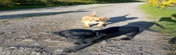 Labrador Retriever dogs for sale: Beautiful Labrador Puppies  in Caernarfon - Advert 4