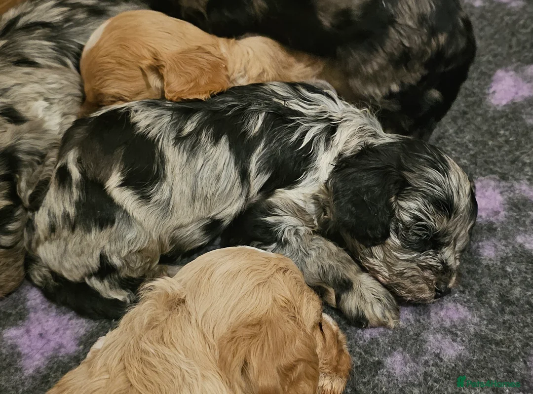 Cavapoo dogs for sale: Extensively health tested F1 Cavapoo puppies 🐶  - Advert 8