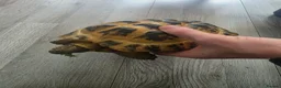 Tortoise reptiles for sale: Horsefield tortoise 5year old - Advert 3