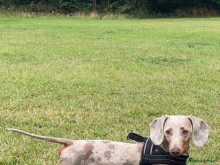 Miniature Dachshund dogs in Barnsley - Advert 18