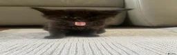 British Longhair cats for sale: 6 Long hair X Tuxedo Kittens ❤️ - Advert 17