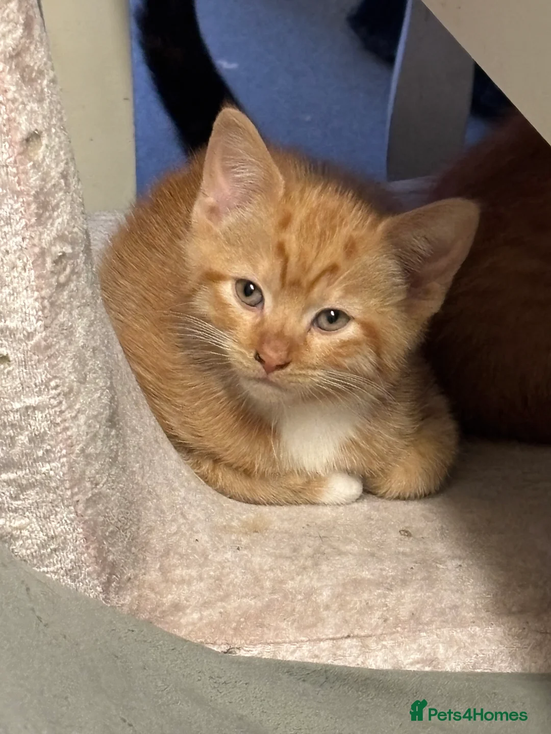 Mixed Breed cats for sale: Ginger kittens looking for new home in London - Advert 7