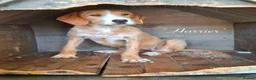 Mixed Breed dogs for adoption: Harrier. 4 yrs approx. Available for adoption. in Brixham - Advert 3