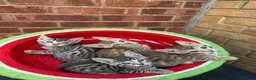 Bengal cats for sale: Bengal kittens  - Advert 6