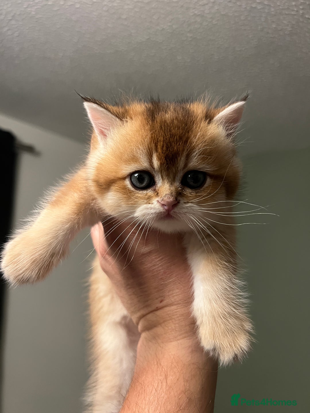 Scottish Fold cats for sale: Scottish Straight Golden Shaded Rare Affectionate - Image 15