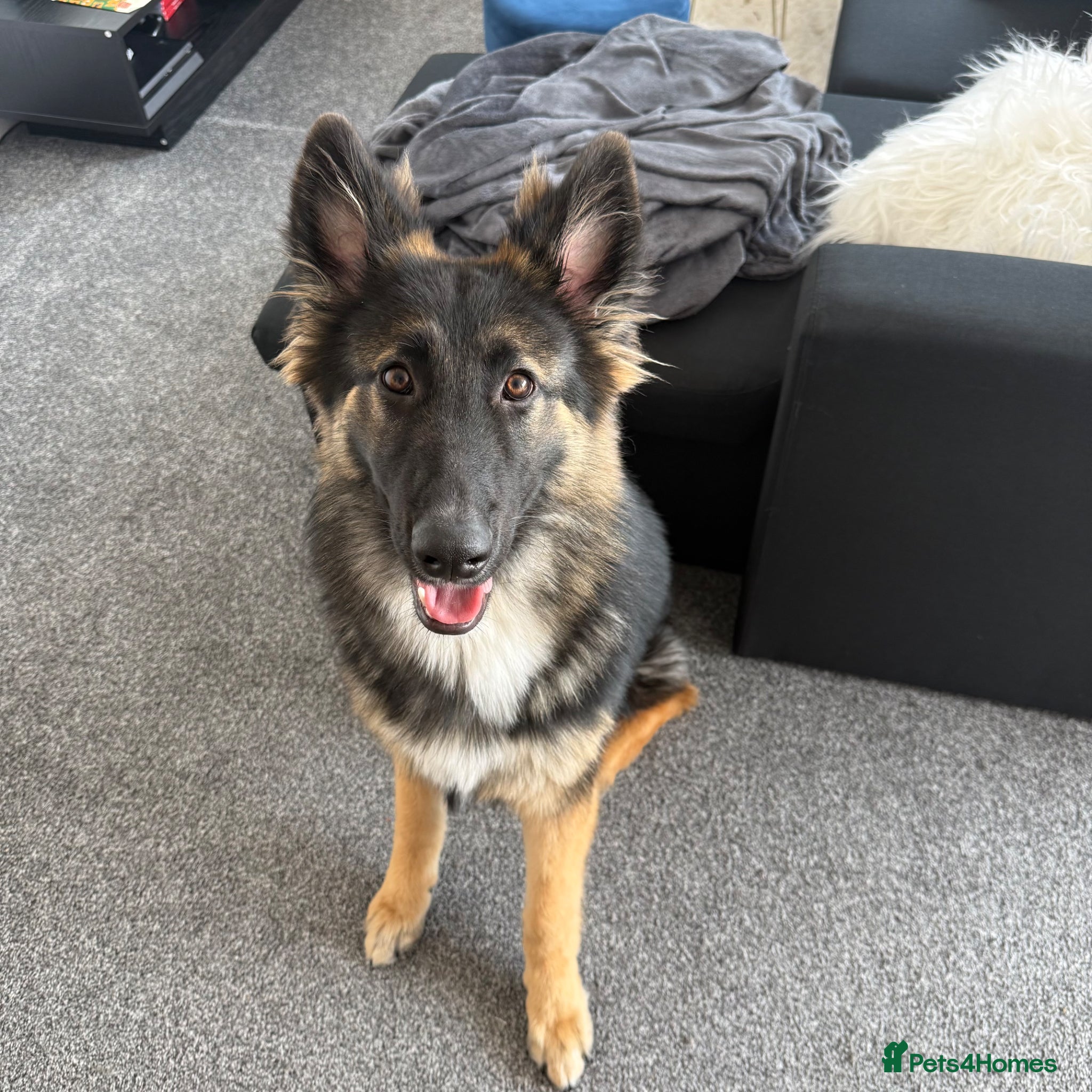 German Shepherd dogs Zeus is looking for a new home  - Advert 15
